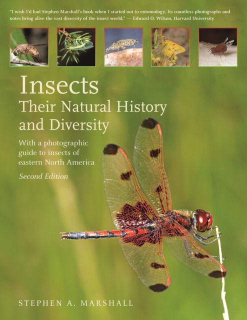 Insects: Their Natural History and Diversity, Hardback Book