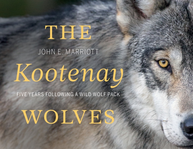 The Kootenay Wolves : Five Years Following a Wild Wolf Pack, Hardback Book