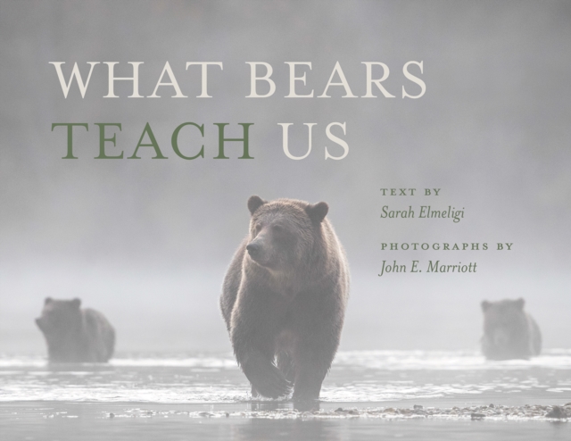 What Bears Teach Us, Paperback / softback Book