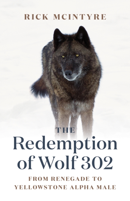 The Redemption of Wolf 302 : From Renegade to Yellowstone Alpha Male, Hardback Book