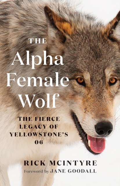 The Alpha Female Wolf : The Fierce Legacy of Yellowstone's 06, EPUB eBook