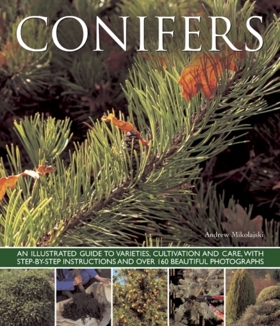 Conifers, Paperback / softback Book