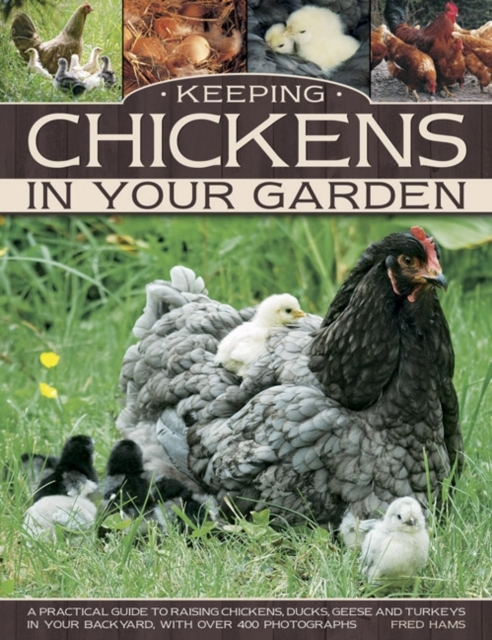 Keeping Chickens in Your Garden, Paperback / softback Book