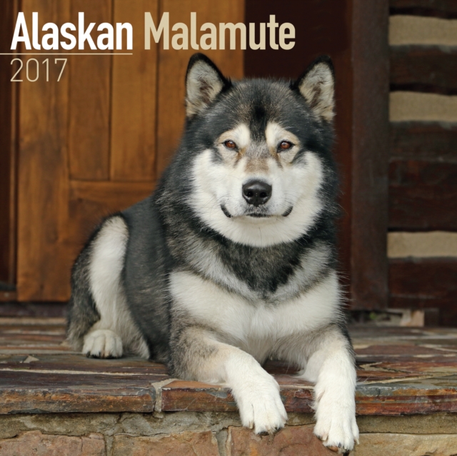 Alaskan Malamute Calendar 2017, Calendar Book