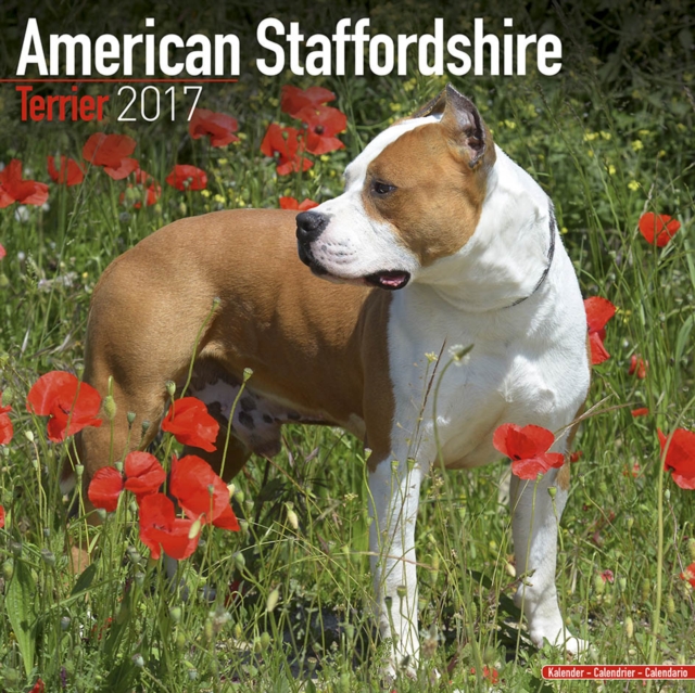 American Staffordshire Bull Terrier Calendar 2017, Calendar Book
