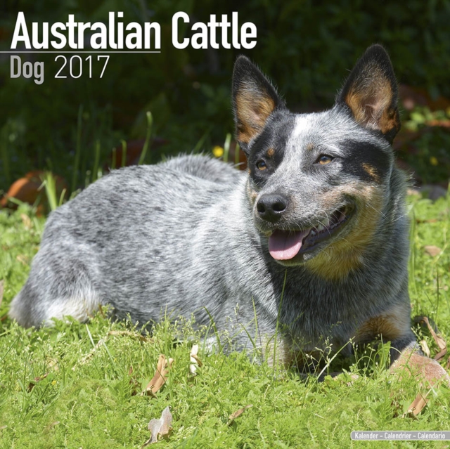 Australian Cattle Dog Calendar 2017, Calendar Book