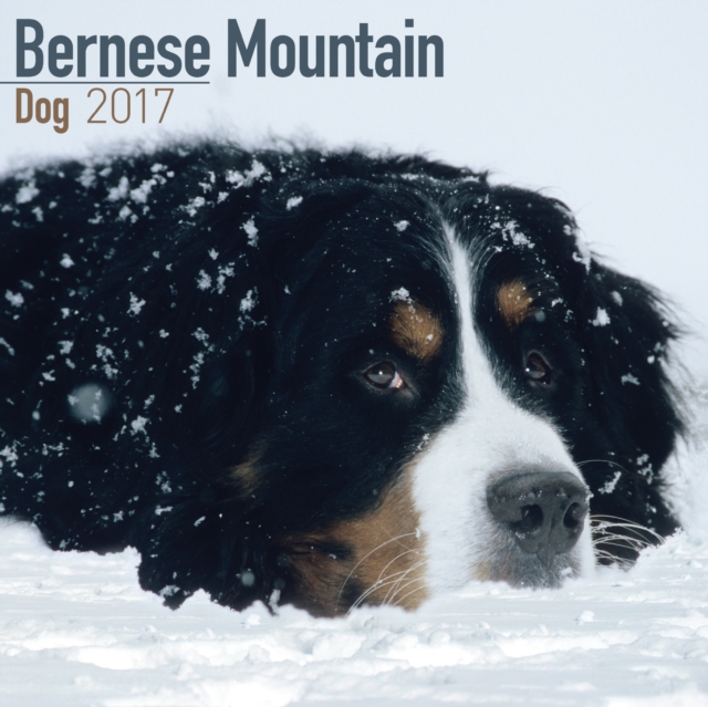 Bernese Mountain Dog Calendar 2017, Calendar Book