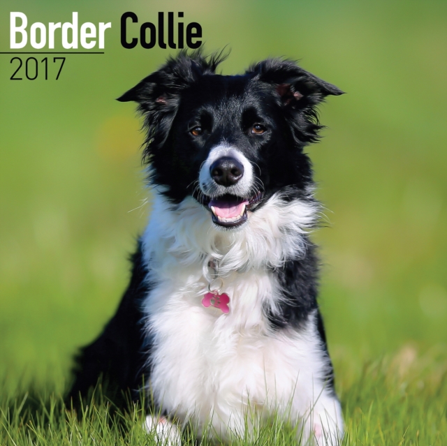 Border Collie Calendar 2017, Calendar Book