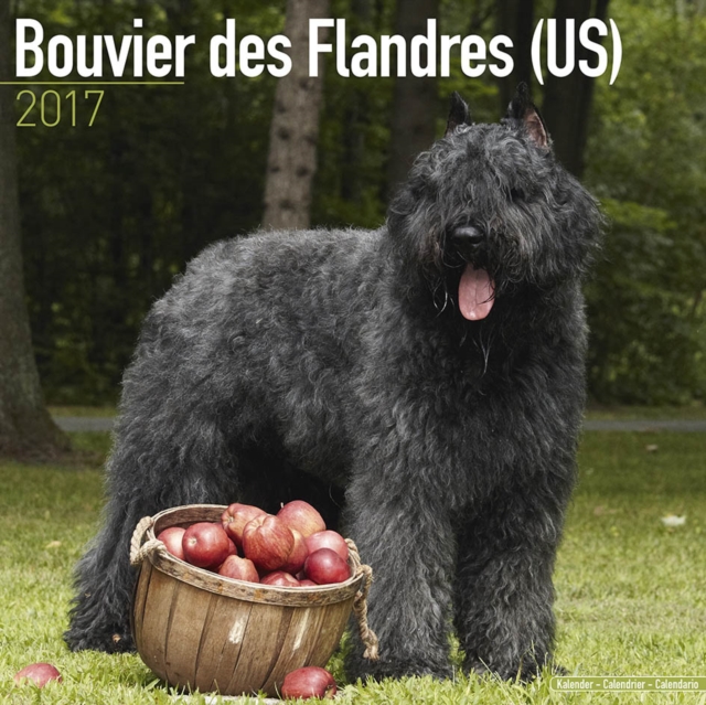 Bouvier des Flandres (US) Calendar 2017, Calendar Book