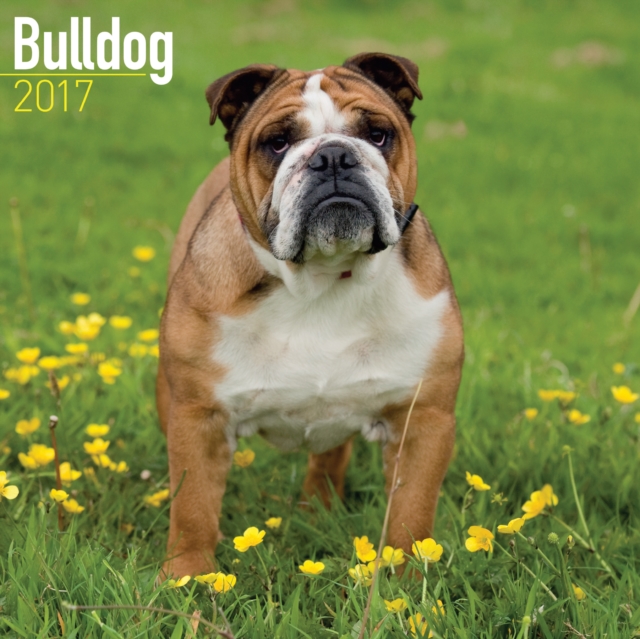 Bulldog Calendar 2017, Calendar Book