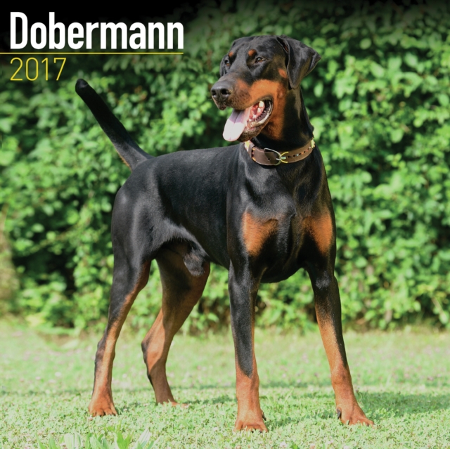 Dobermann Calendar 2017, Calendar Book