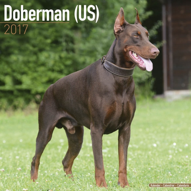 Doberman (US) Calendar 2017, Paperback Book