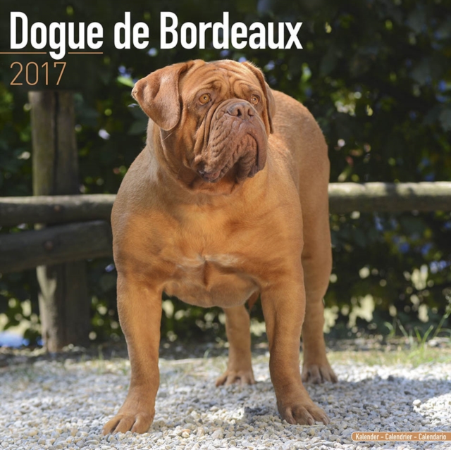 Dogue de Bordeaux Calendar 2017, Calendar Book