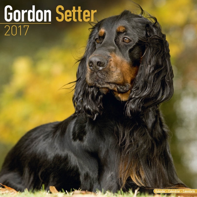 Gordon Setter Calendar 2017, Paperback Book