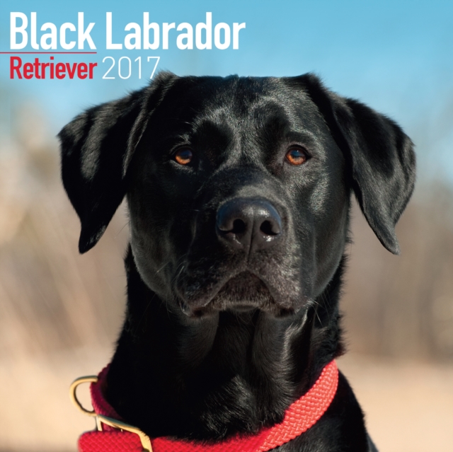 Black Labrador Retriever Calendar 2017, Paperback Book