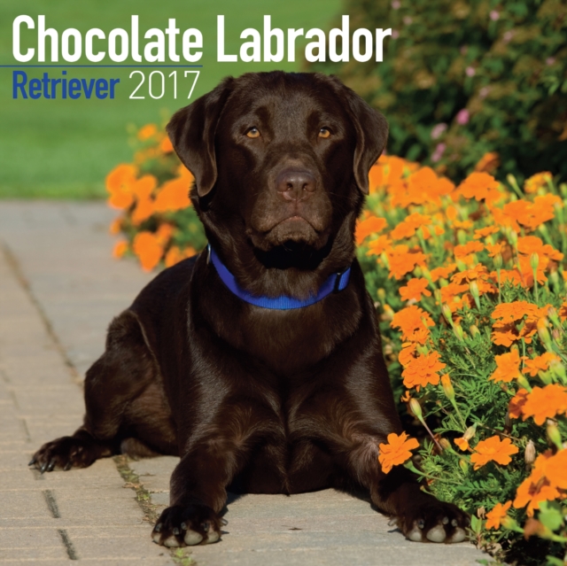 Chocolate Labrador Retriever Calendar 2017, Paperback Book