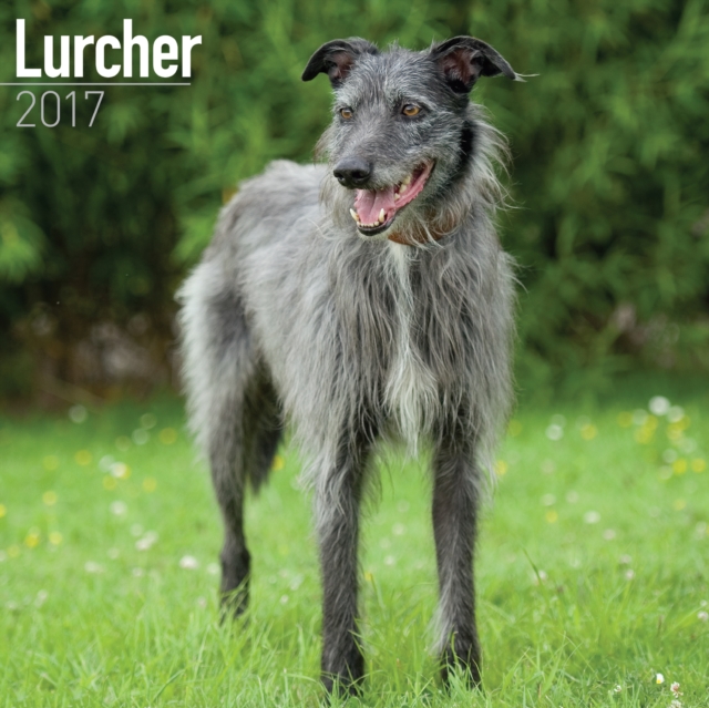 Lurcher Calendar 2017, Paperback Book