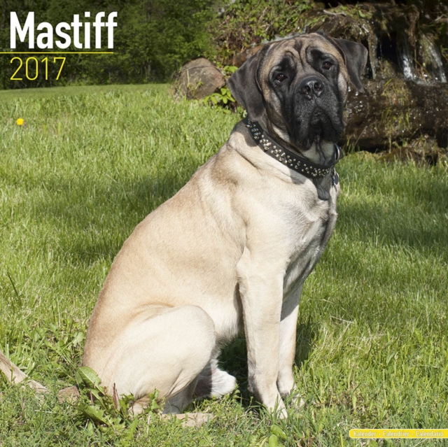 Mastiff Calendar 2017, Paperback Book