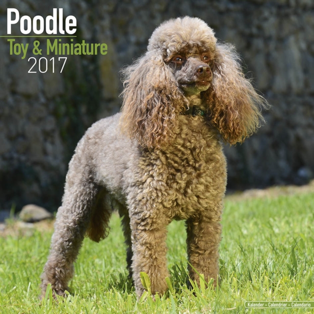 Poodle Toy & Miniature Calendar 2017, Calendar Book