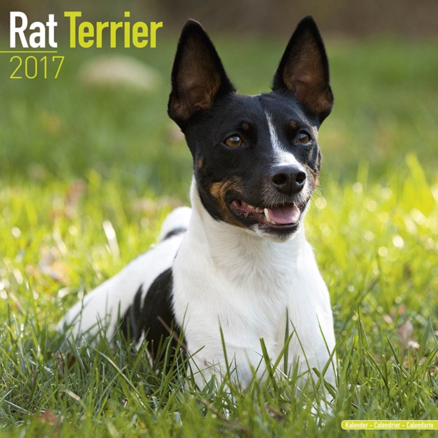 Rat Terrier Calendar 2017, Calendar Book