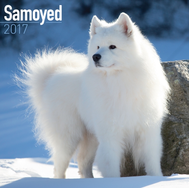 Samoyed Calendar 2017, Calendar Book