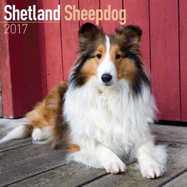 Shetland Sheepdog Calendar 2017, Paperback Book
