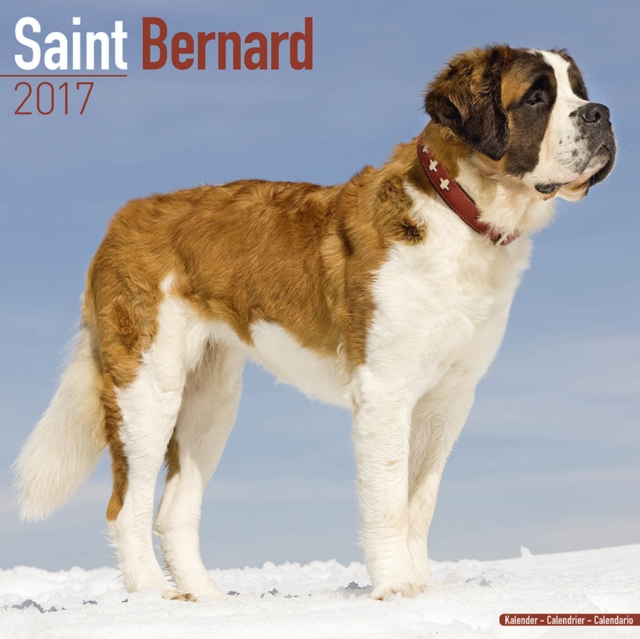 Saint Bernard Calendar 2017, Paperback Book