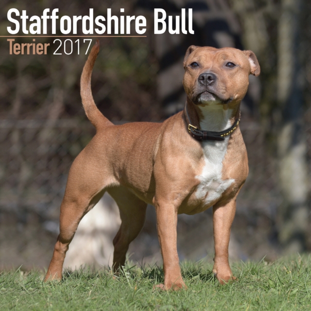 Staffordshire Bull Terrier Calendar 2017, Paperback Book