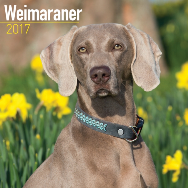 Weimaraner Calendar 2017, Calendar Book