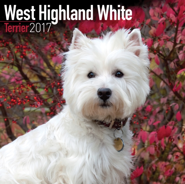 West Highland Terrier Calendar 2017, Calendar Book