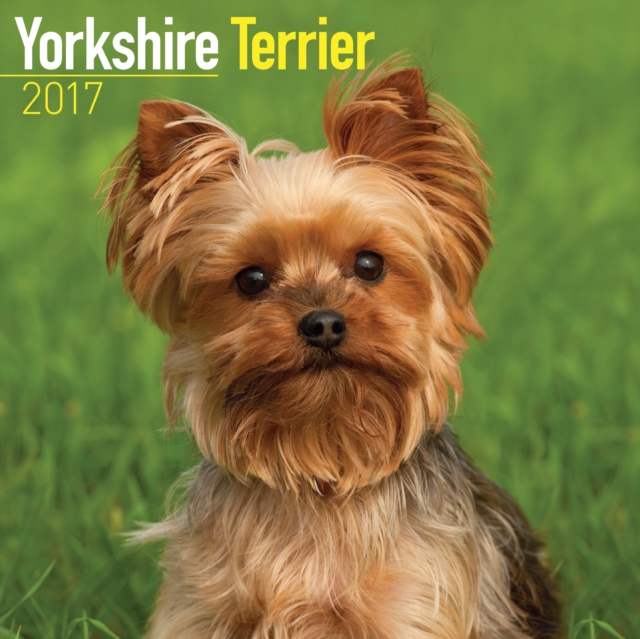 Yorkshire Terrier Calendar 2017, Calendar Book