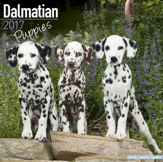 Dalmatian Puppies Calendar 2017, Paperback Book