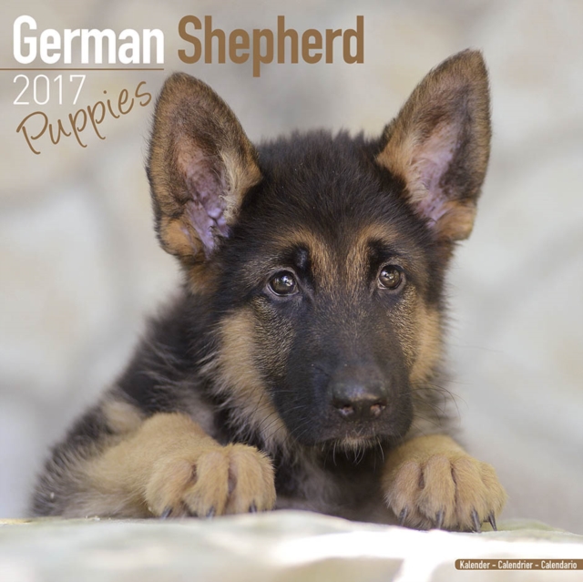 German Shepherd Puppies Calendar 2017, Paperback Book
