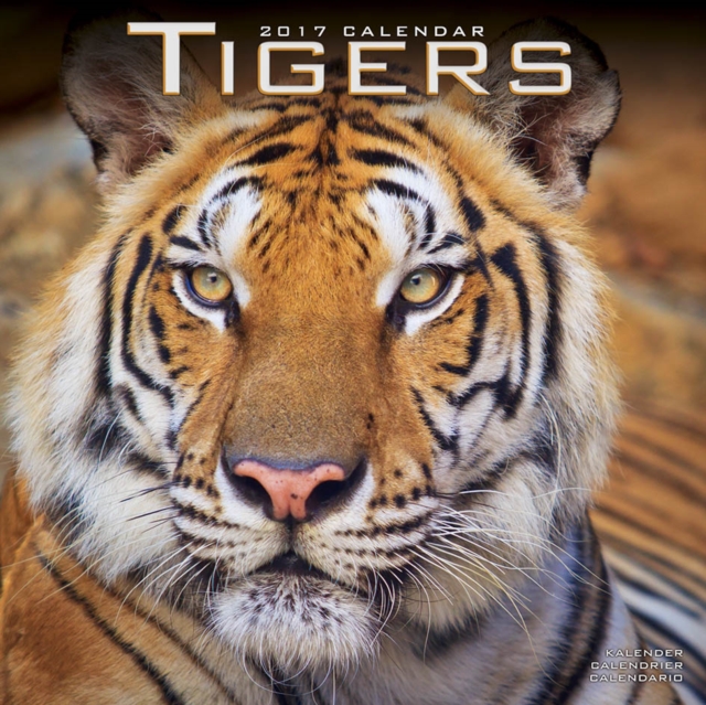 Tigers Calendar 2017, Paperback Book