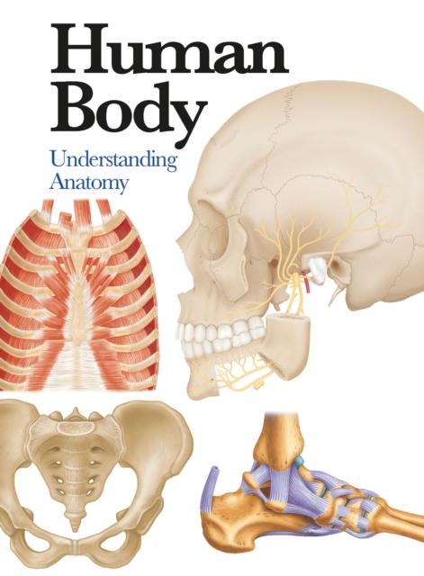 Human Body : Understanding Anatomy, Paperback / softback Book