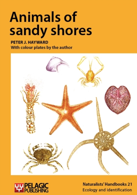 Animals of sandy shores, Paperback / softback Book