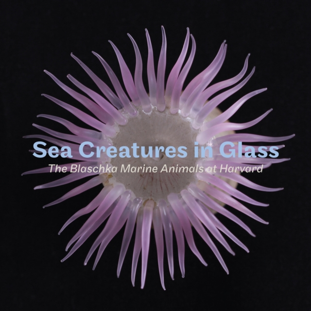 Sea Creatures in Glass : The Blaschka Marine Animals at Harvard, Paperback Book