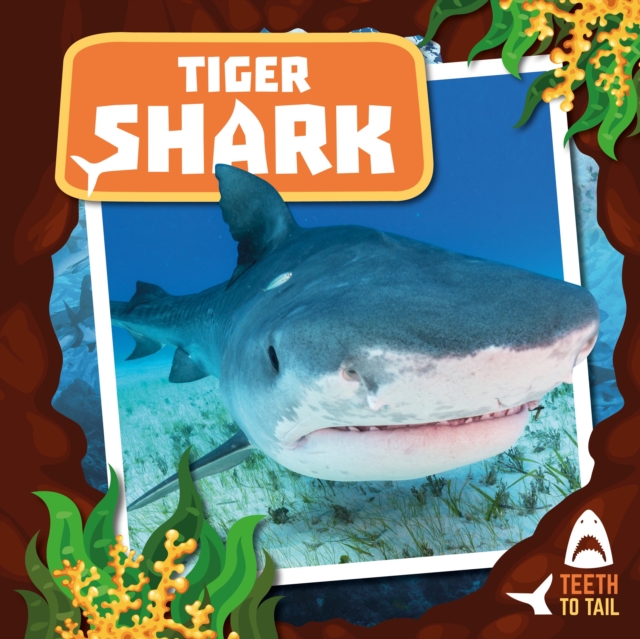 Tiger Shark : Teeth to Tail, Hardback Book