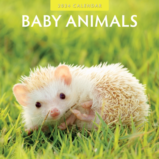 Baby Animals 2024 Square Wall Calendar, Paperback / softback Book
