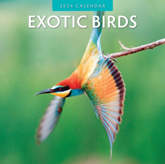 Exotic Birds 2024 Square Wall Calendar, Paperback / softback Book