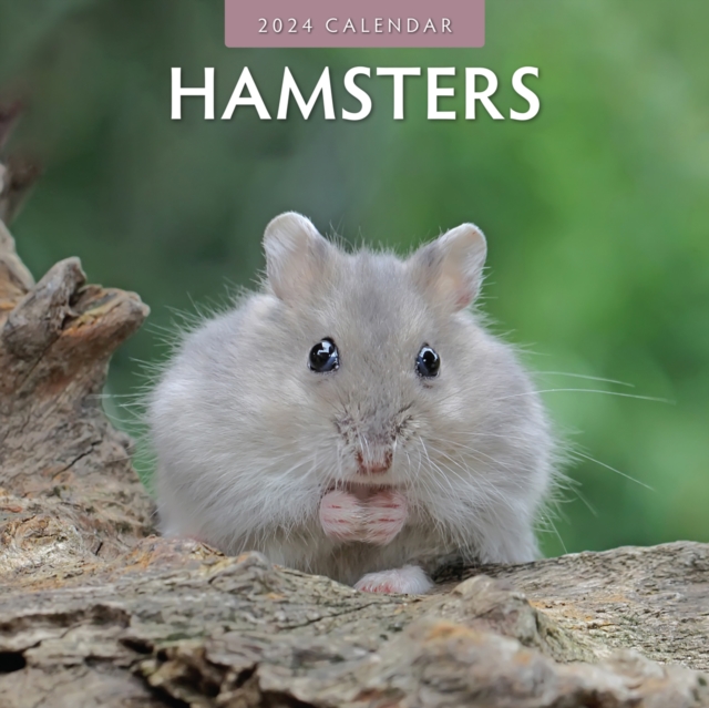 Hamsters 2024 Square Wall Calendar, Paperback / softback Book