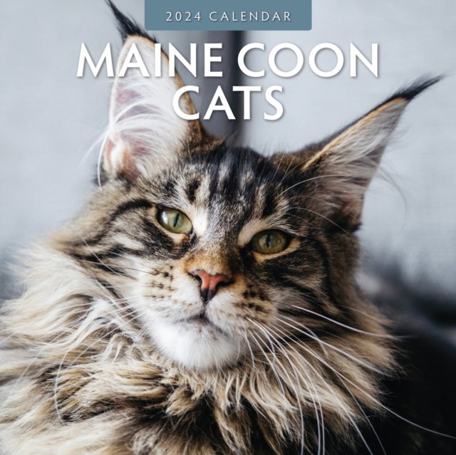 Maine Coon Cats 2024 Square Wall Calendar, Paperback / softback Book