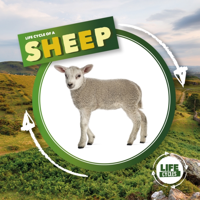 Life Cycle of a Sheep, Hardback Book