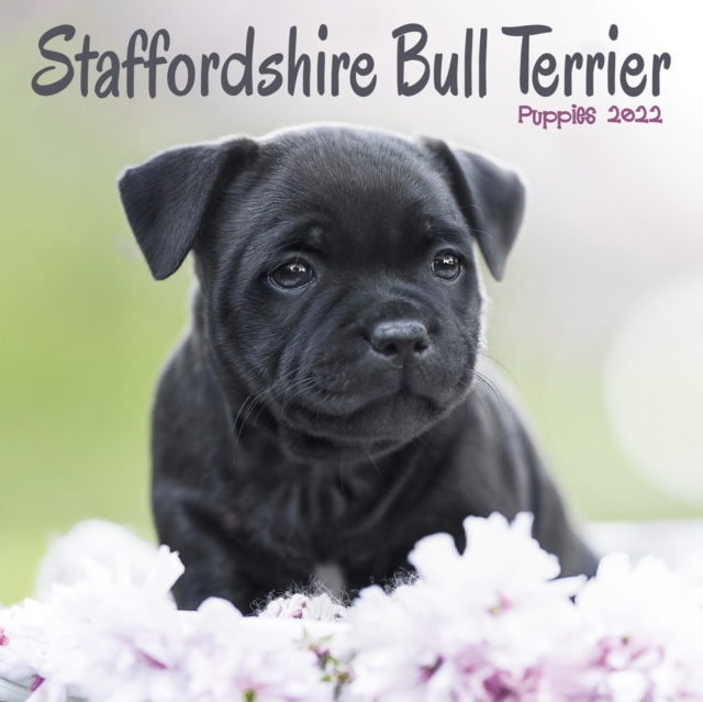 Staffordshire Bull Terrier Puppies Mini Square Wall Calendar 2022, Calendar Book