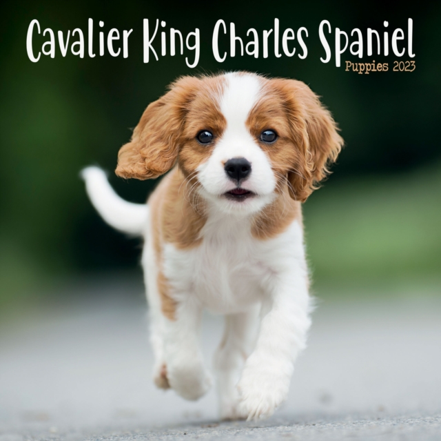 Cavalier King Charles Spaniel Puppies Mini Square Wall Calendar 2023, Calendar Book