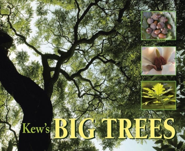 Kew's Big Trees, Paperback / softback Book