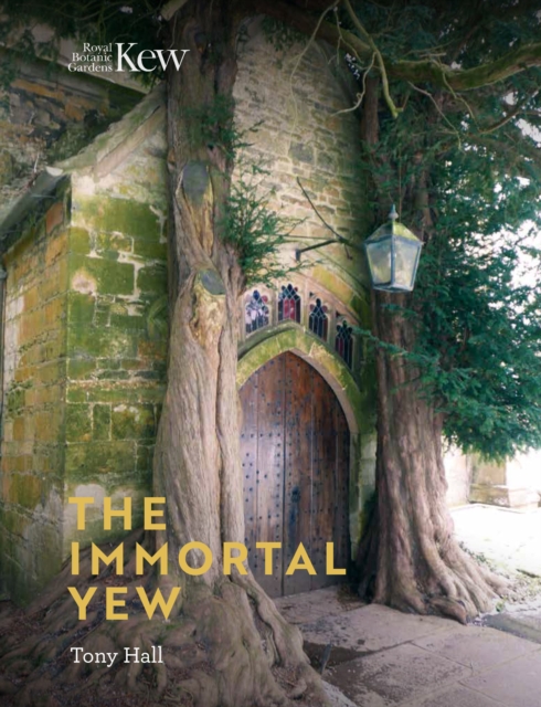 Immortal Yew, The, Hardback Book