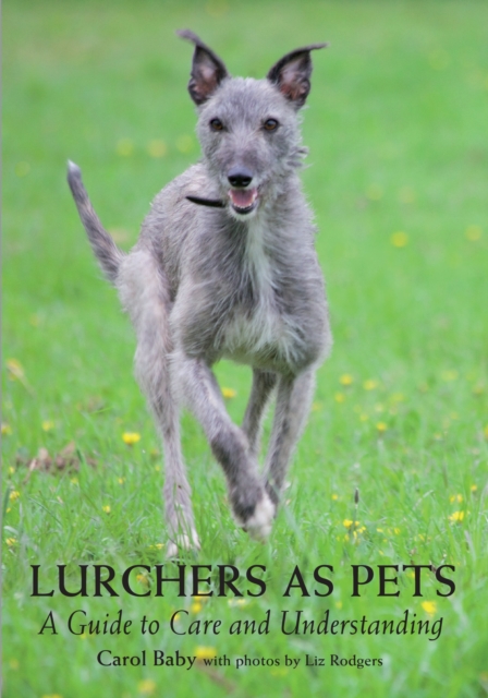 Lurchers as Pets : A Guide to Care and Understanding, Paperback / softback Book