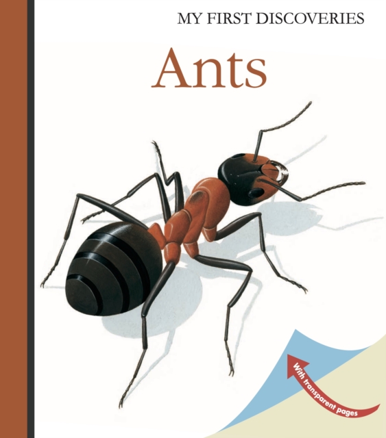 Ants, Hardback Book