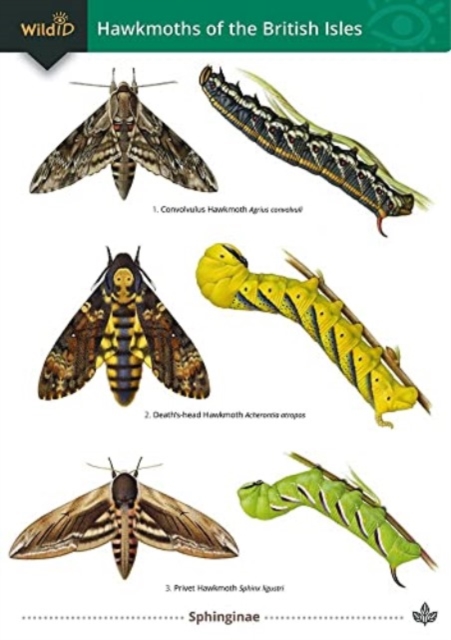 Guide to the Hawkmoths of the British Isles, Other printed item Book